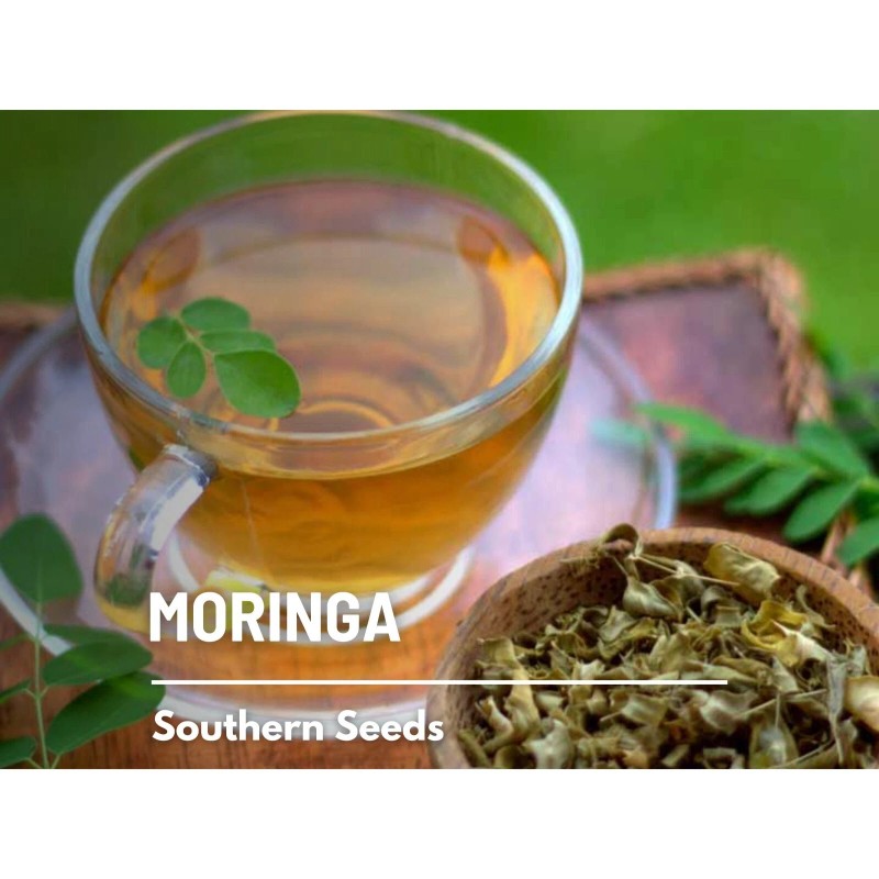 Southern Seeds Moringa - 10 Seeds - Heirloom Tree, Medicinal