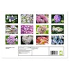 Hydrangeas in the Garden (Monthly Wall Calendar 2026 11.7" x