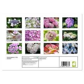 Hydrangeas in the Garden (Monthly Wall Calendar 2026 11.7" x 16.5" (open)), CALVENDO 14 Month Calendar
