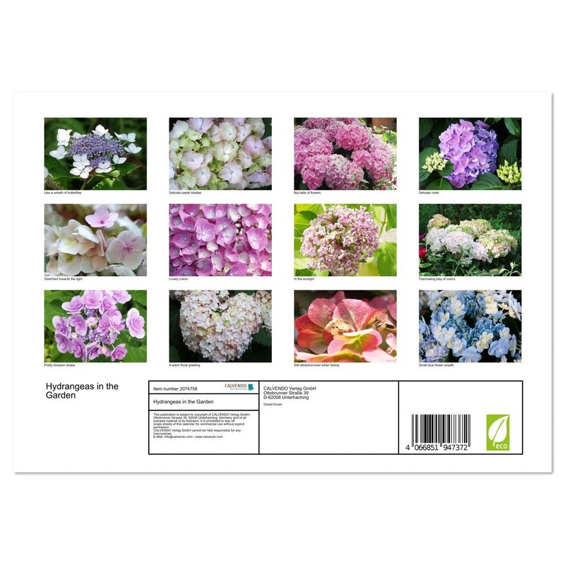 Hydrangeas in the Garden (Monthly Wall Calendar 2026 11.7" x