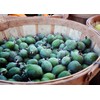 Pineapple Guava | 2 Large Gallon Size Plants | Feijoa