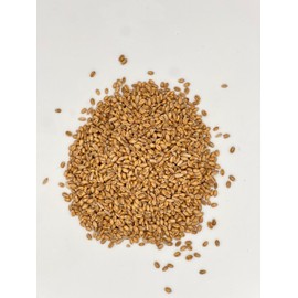 Thunder Acres Premium Soft Red Winter Wheat Seed (2, Pounds)