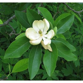 Sweet Bay Magnolia Tree | 30 Live Plants | Magnolia Virginiana | Beautiful Ornamental Specimen