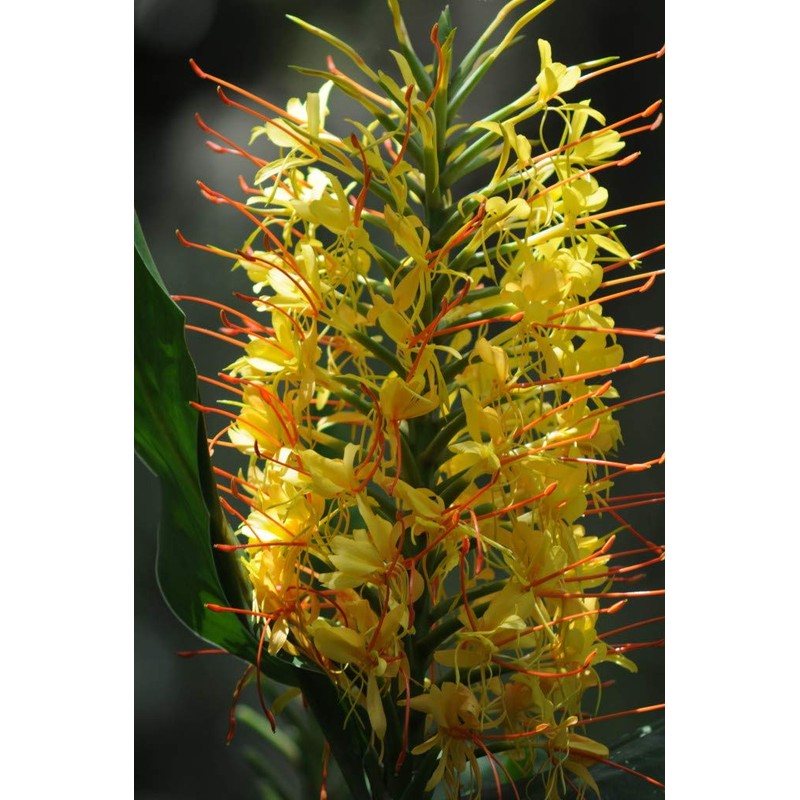 Hawaiian Live Yellow Kahili Ginger Plant Root Hedychium Gardnerianum Plant