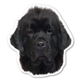 Magnet America Newfoundland Dog Magnet is 5.25" x 4.75" Made for Vehicles and Refrigerators