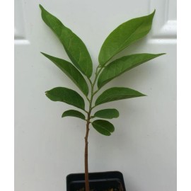 home Sugar apple Red 1ft