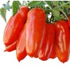 San Marzano Tomato Seeds - For Growing Delicious Tomatoes for