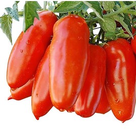 San Marzano Tomato Seeds - For Growing Delicious Tomatoes for Sauces, Paste, Canning