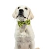 Huxley & Kent Bow Tie for Pets - Happy Avocados