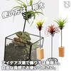 NABESHI Air Plant Folder, Air Plants, Stand, Air Plants, House