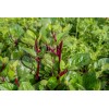 Does Not Apply Red Stem Malabar Spinach Seeds Basella alba