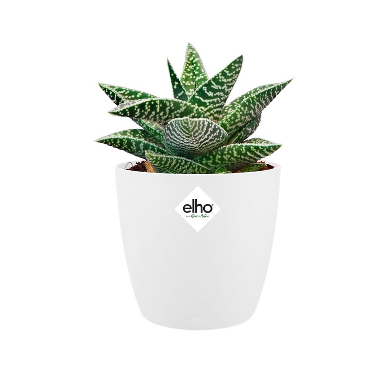 elho Brussels Round Mini 9.5 - Flower Pot for Indoor