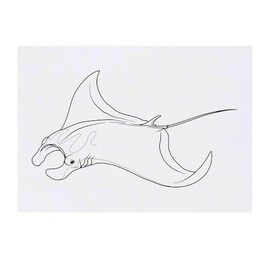 'Manta Ray' Temporary Tattoo - Water Resistant, Skin-Safe, Non-Toxic Transfer (TO00085061)