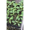 Faelan's First Snow Variegated Cherokee Purple Heirloom Tomato Premium Seeds