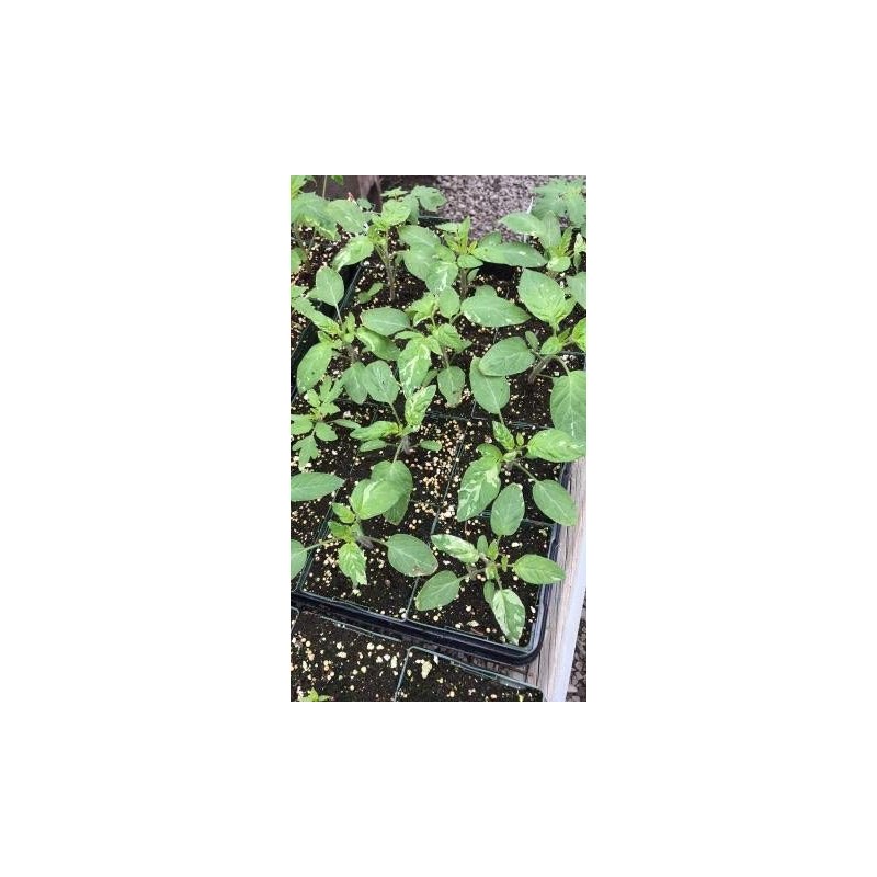 Faelan's First Snow Variegated Cherokee Purple Heirloom Tomato Premium Seeds