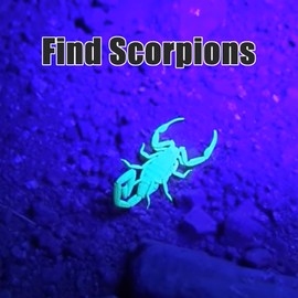 XYSRZ UV Flashlight 365nm & 395nm Blacklight Wood’s Lamp Ultraviolet Flashlights for Rocks Hunting & UV Glue Curing, Pet Urine Detector, Scorpions Finder, 2 Pack