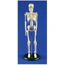 Midwest Educational Products, Inc. - Skeleton Model