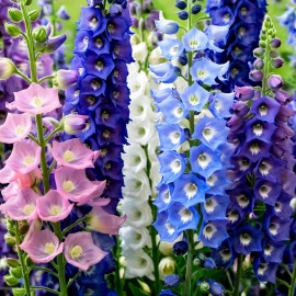 Green River Tropics 50 Delphinium Seeds Perennial Flower Seed Flowers Perennial "Double Mix"