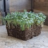 Ramoso Santana Sprouting Broccoli Seeds - 3 g Packet ~900