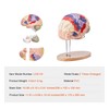 Happybuy 2X Life-Size Human Brain Anatomy Model, 4-Part Detachable with