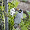 1ABOVE Koi Pond Netting Kit – 4 x 6m Heavy