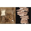 Summer Oyster Mushroom Spawn 30 Dowels Free Wax