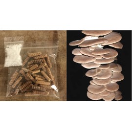 Summer Oyster Mushroom Spawn 30 Dowels Free Wax
