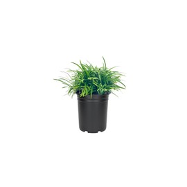 Dwarf Mondo Grass | 3 Large Quart Size Plants | Ophiopogon Japonicus Nanus | Live Shade Loving Evergreen Ground Cover