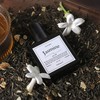 [DF7] Elegant and sensual swan, Absolute Jasmine Tea - Jasmine
