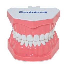Modelo Dental para Práctica de Cepillado e Hilo Dental Tipodonte de Dientes con Encía Visible Demostración Anatómica para Enseñanza y Estudio Tamaño Estándar