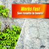 Messina Wildlife Pulverize PWBV-U-032 Weed, Brush & Vine Killer Spray