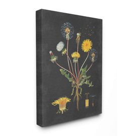 Stupell Industries Botanical Drawing Dandelion On Black Design Canvas