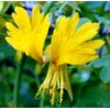 KIRA SEEDS - Seeds Canarybird Canary Creeper Nasturtium - Annual