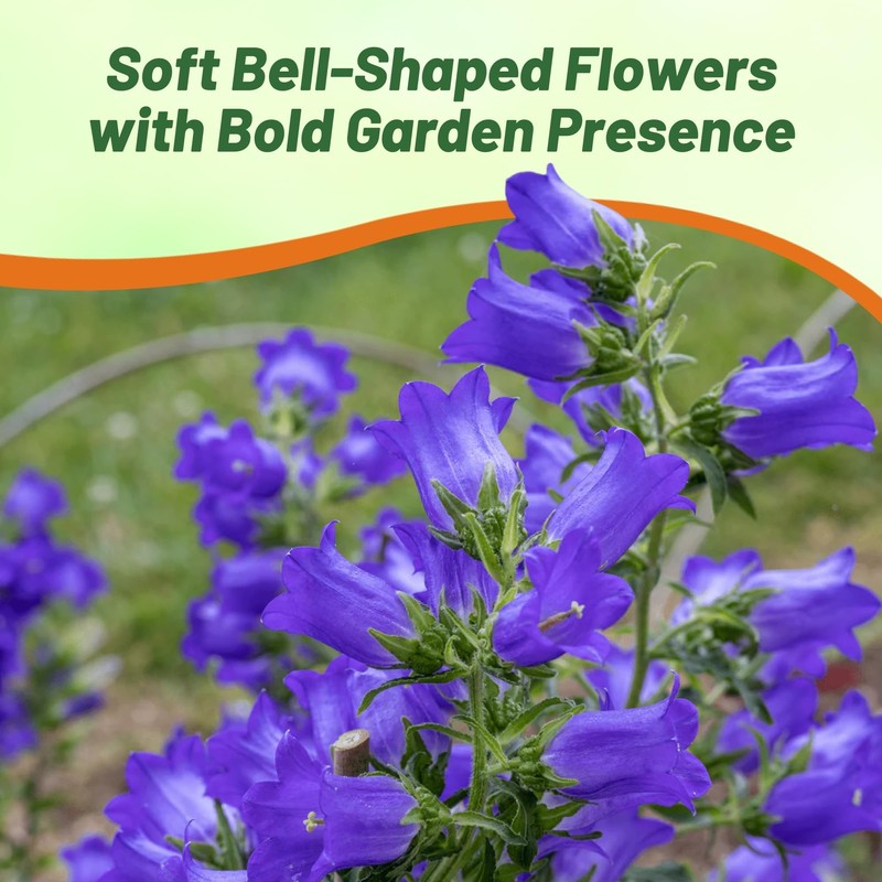 Outsidepride Medium Blue Canterbury Bells Flower Seeds - 10000 Pcs