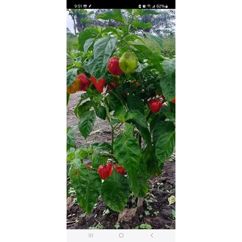 Kopabana Cameroonian Hot Pepper, Ground, 2 oz