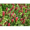 Fukkaen Seedlings 211994 Crimson Clover Seedlings, 0.3 gal (1 L)