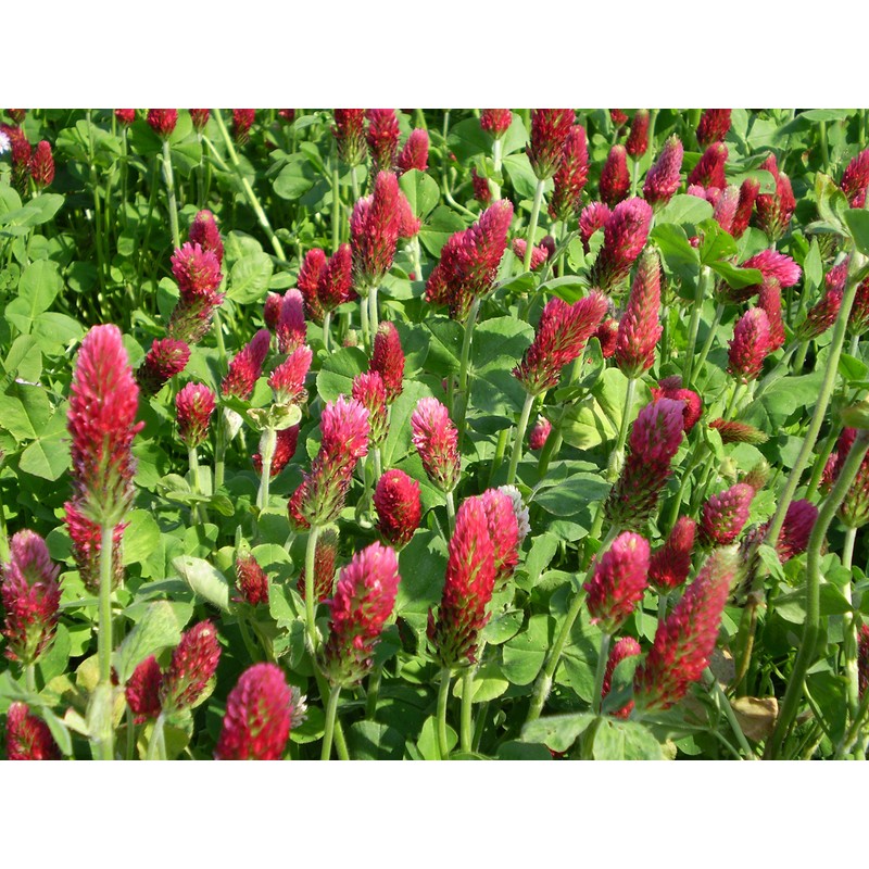Fukkaen Seedlings 211994 Crimson Clover Seedlings, 0.3 gal (1 L)