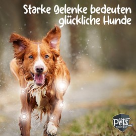 Pets Protect Joint tablets for dogs, made in Germany, high dose with green-lipped mussel, MSM, glucosamine and devil's claw, suitable as a treat, for dogs of all ages, 100 tablets