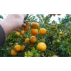 Mightyoaktreenursery.com Myrtle Leaf Orange 14-20” tall (Citrus myrtifolia) Chinotto 2.5"
