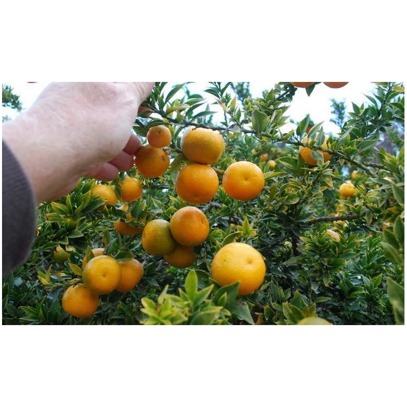 Mightyoaktreenursery.com Myrtle Leaf Orange 14-20” tall (Citrus myrtifolia) Chinotto 2.5"