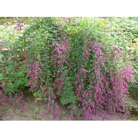 Little Volcano Bush Clover Lespedeza thunbergii Hardy Deciduous Cascade Bloom Pink Purple Pea Shape Flower Starter Size 4 Inch Pot Emerald R