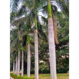 Buy Rare Seeds Roystonea regia | Florida Royal Palm | 10_Seeds