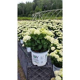 Live plant from Green Promise Farms arb. Invincibelle Limetta (Smooth Hydrangea) Shrub, 3-Size Container, Lime Green to White Flowers