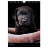 Labrador Welpen (Wandkalender 2025 DIN A4 hoch), CALVENDO Monatskalender [Calendar]