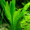 Java Fern Tropical Freshwater Live Aquarium Plant Decorations 3 Days