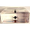 37mm Real Weaver Ant in Crystal Clear Lucite Resin Specimen