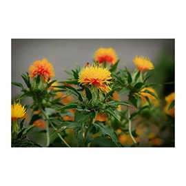 Carthamus tinctorius Safflower 200 Seeds Annual Flower Seed Wildflower Bright Orange-Yellow Drought Tolerant Deck Garden Bedding Plant