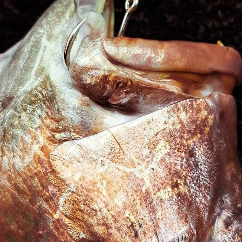 BKK Haku Livebait Size 2/0