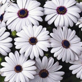 Asti Series Osteospermum White ~10 Seeds – African Daisy (Cape Daisy) – 18-24" Drought-Tolerant Shrubs – Non-GMO Annual – White or Mix – 2.5" Blooms – Cut Flower Favorite – AAS Winner – 84-90 Days