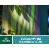 Southern Seeds Eucalyptus, Rainbow Gum Tree seeds (Eucalyptus deglupta)